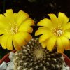 Sulcorebutia _arenacea _15